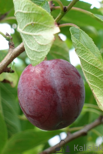 Prunus domestica 'Opal' (Śliwa)  - C5