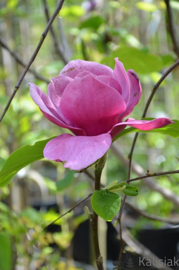 Magnolia 'Black Tulip' (Magnolia)  - C7.5
