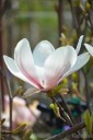 Magnolia x soulangeana (Magnolia Soulange'a)  - C4