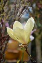 Magnolia acuminata 'Yellow Lantern' (Magnolia drzewiasta)  - C4