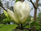 Magnolia denudata YELLOW RIVER 'Fei Huang' (Magnolia naga)  - C4