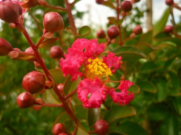 Lagerstroemia indica 'Rubra Magnifica' (Lagerstremia indyjska)  - C5