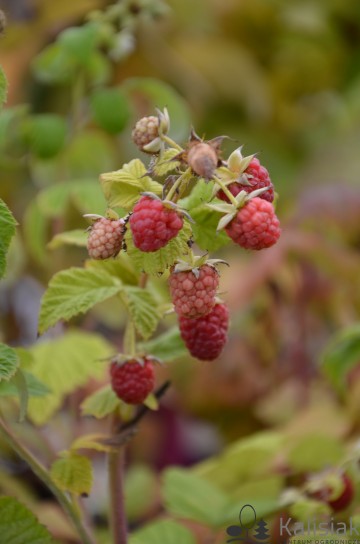 Rubus idaeus 'Polesie' (Malina)  - C2