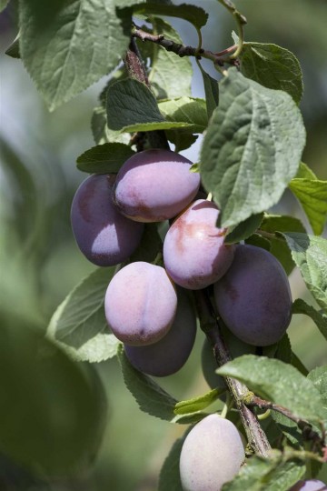 Prunus domestica 'Renkloda Althana' (Śliwa)  - C7.5