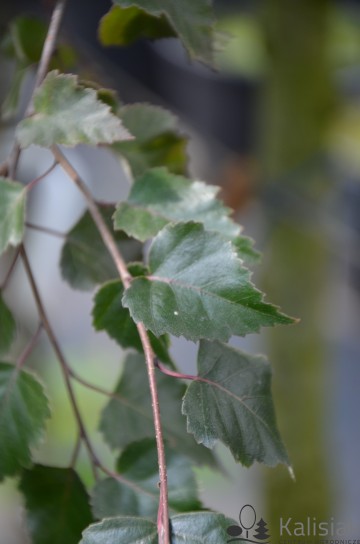 Betula pendula 'Purpurea' (Brzoza brodawkowata)  - C5