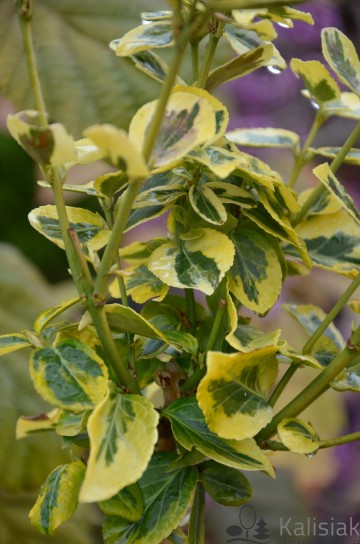 Euonymus fortunei 'Canadale Gold' (Trzmielina Fortune'a)  - P9