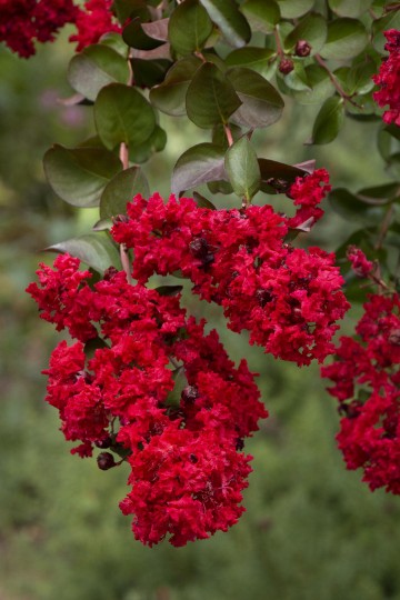 Lagerstroemia indica 'Dynamite Whit II' (Lagerstremia indyjska)  - C9 PA