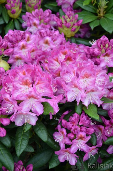 Rhododendron ROYAL VIOLET 'Kazimierz Odnowiciel' (Różanecznik)  - C7.5