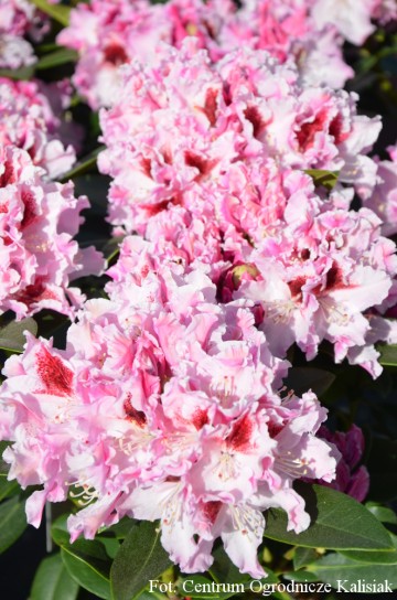 Rhododendron ROYAL BUTTERFLY 'Królowa Jadwiga' (Różanecznik)  - C7.5