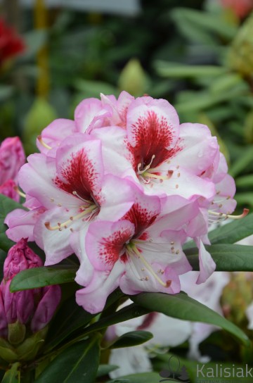 Rhododendron 'Cassata' (Różanecznik)  - C4