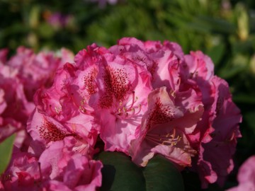 Rhododendron 'Constanze' (Różanecznik)  - C4