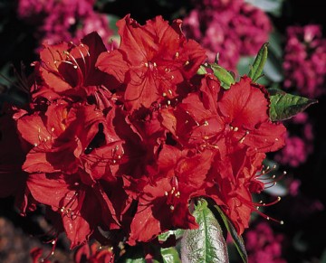 Rhododendron 'Doloroso' (Azalia wielkokwiatowa)  - C4 PA