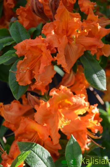 Rhododendron 'Gibraltar' (Azalia wielkokwiatowa)  - C4 PA