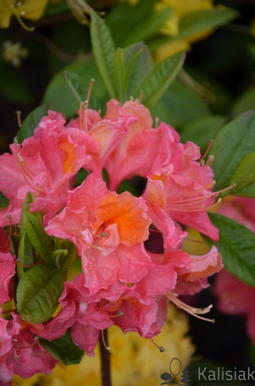 Rhododendron 'Juanita' (Azalia wielkokwiatowa)  - C4 PA