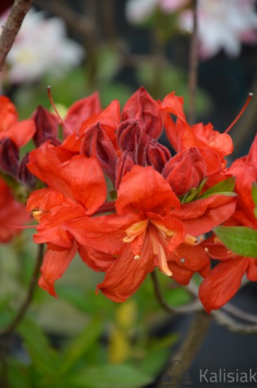 Rhododendron 'Parkfeuer' (Azalia wielkokwiatowa)  - C4 PA