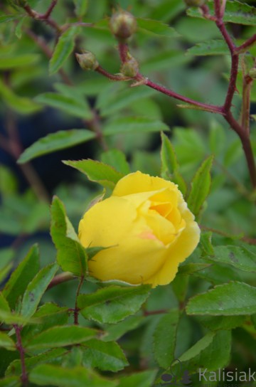 Rosa 'Golden Showers' (Róża pnąca)  - C2