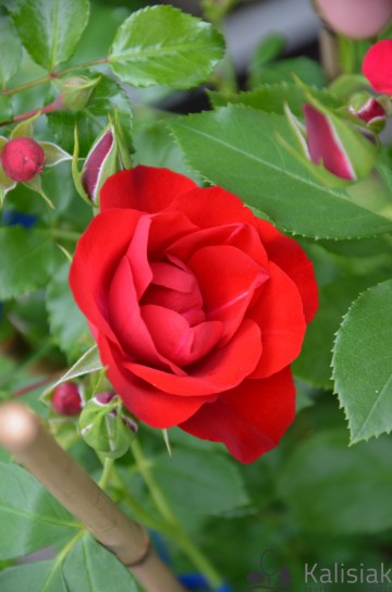Rosa 'Black Forest Rose' (Róża rabatowa)  - C5