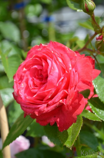 Rosa 'Cherry Lady' (Róża wielkokwiatowa)  - C5