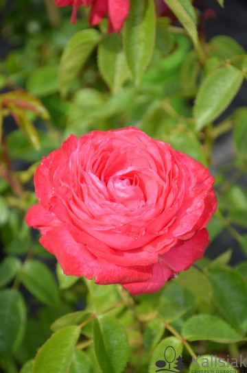 Rosa 'Cherry Lady' (Róża wielkokwiatowa)  - C5