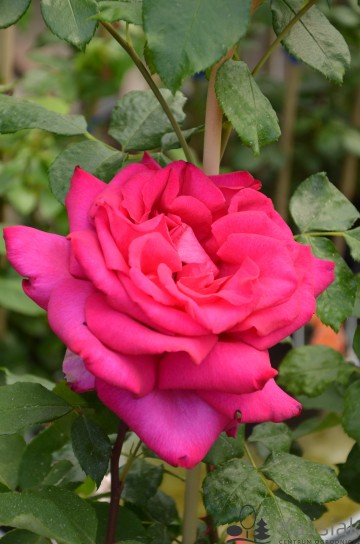 Rosa 'Parole' (Róża wielkokwiatowa)  - C5