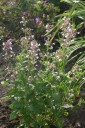 Nepeta grandiflora 'Dawn to Dusk' (Kocimiętka wielkokwiatowa)  - C2