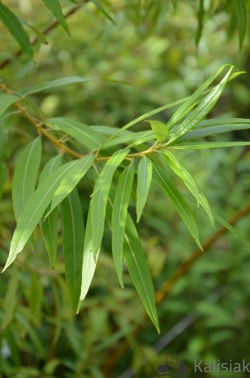Salix udensis 'Sekka' (Wierzba sachalińska)  - C2