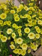 Petunia Supertunia MINI VISTA 'Yellow' (Petunia)  - AN12