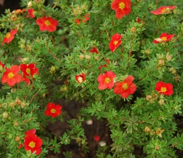 Potentilla fruticosa MARIAN RED ROBIN 'Marrob' (Pięciornik krzewiasty)  - C1,5