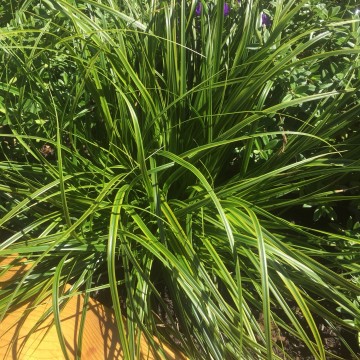 Carex 'Everlime' (Turzyca)  - P17