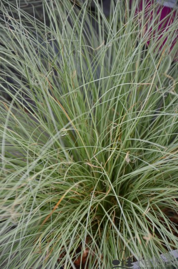 Carex comans 'Frosted Curls' (Turzyca włosowa)  - P17