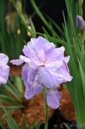 Iris sibirica 'Imperial Opal' (Kosaciec syberyjski)  - P11