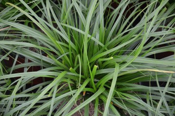Carex 'Evergreen' (Turzyca)  - P17