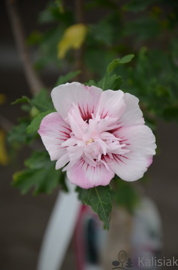 Hibiscus syriacus 'Lady Stanley' (Ketmia syryjska)  - C4 PA