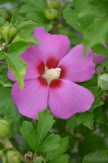 Hibiscus syriacus 'Woodbridge' (Ketmia syryjska)  - C4 PA