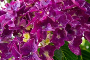 Hydrangea macrophylla 'Forever&Ever Purple' (Hortensja ogrodowa)  - C5