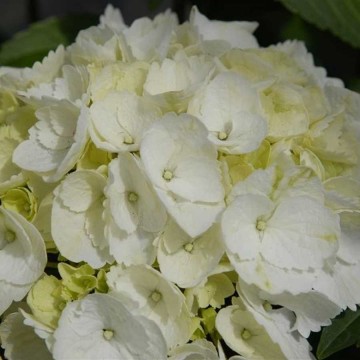Hydrangea macrophylla 'Forever&Ever White' (Hortensja ogrodowa)  - C5