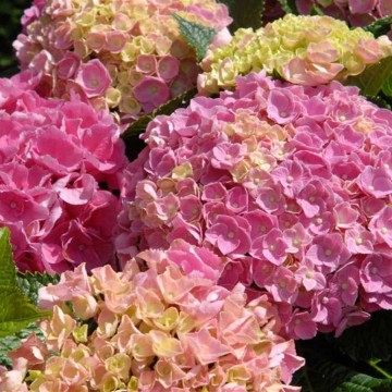 Hydrangea macrophylla 'Forever&Ever Pink' (Hortensja ogrodowa)  - C5