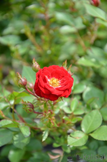 Rosa 'Mandy' (Róża miniaturowa)  - C3