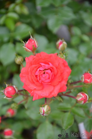 Rosa 'Zwergenfee' (Róża miniaturowa)  - C3