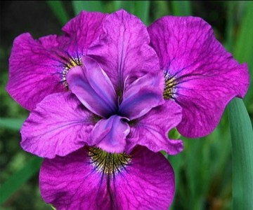Iris sibirica 'See Ya Later' (Kosaciec syberyjski)  - P11