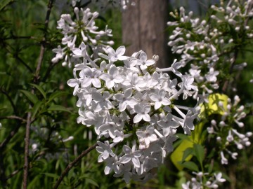 Syringa persica 'Alba' (Lilak perski)  - C7.5 PA