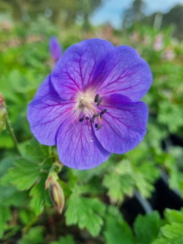 Geranium himalayense 'Baby Blue' (Bodziszek himalajski)  - P11