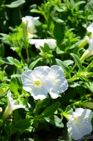 Petunia Supertunia MINI VISTA 'White' (Petunia)  - AN12