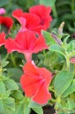 Petunia Supertunia MINI VISTA 'Red' (Petunia)  - AN12