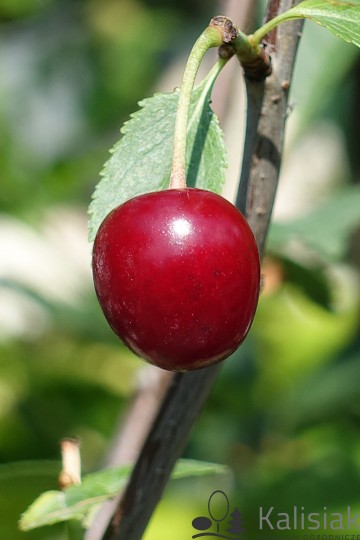 Prunus cerasus 'Łutówka' (Wiśnia)  - C7.5