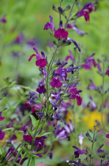 Salvia greggii 'Amethyst Lips' (Szałwia jesienna)  - C2