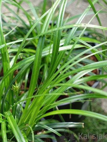 Carex oshimensis 'Ribbon Falls' (Turzyca oszimska)  - C2