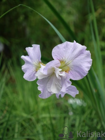 Iris sibirica 'Dawn Waltz' (Kosaciec syberyjski)  - P11