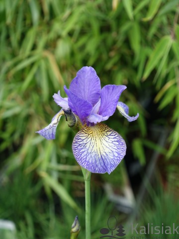 Iris sibirica 'Pennywhistle' (Kosaciec syberyjski)  - P11
