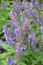 Salvia nemorosa 'Merlau Blue' (Szałwia omszona)  - AN12